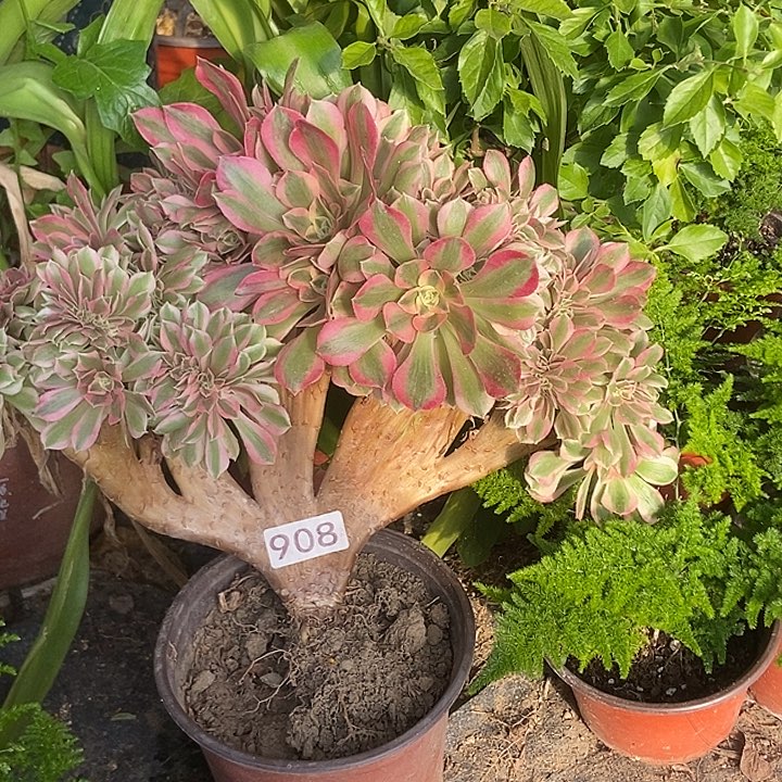 908粉女巫老庄缀化特价