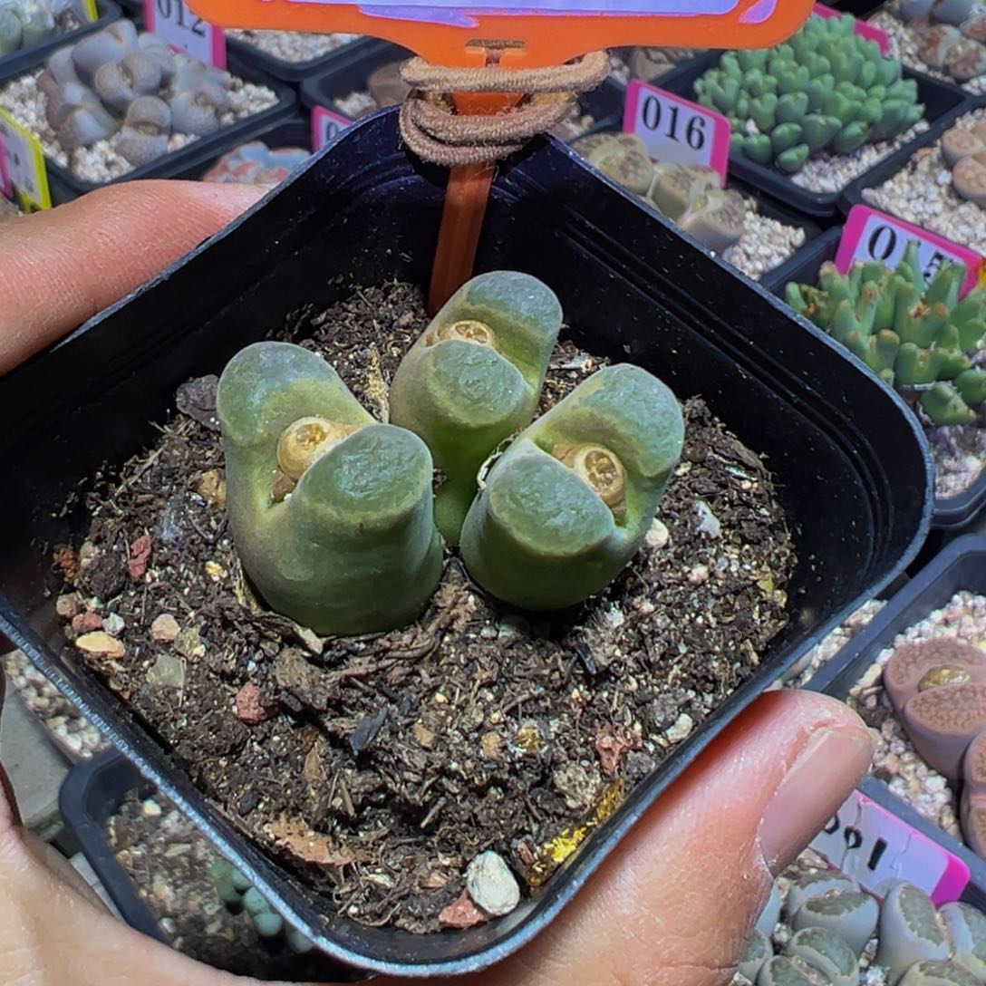 859 一物一拍，默认有伤，介意勿拍，不退不换