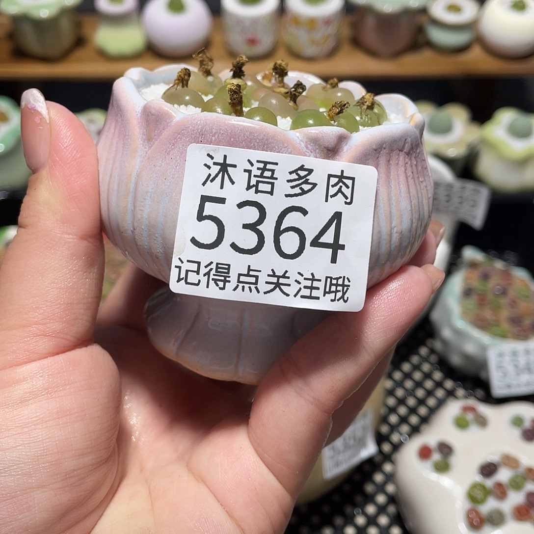 带盆土植物 一物一拍5364