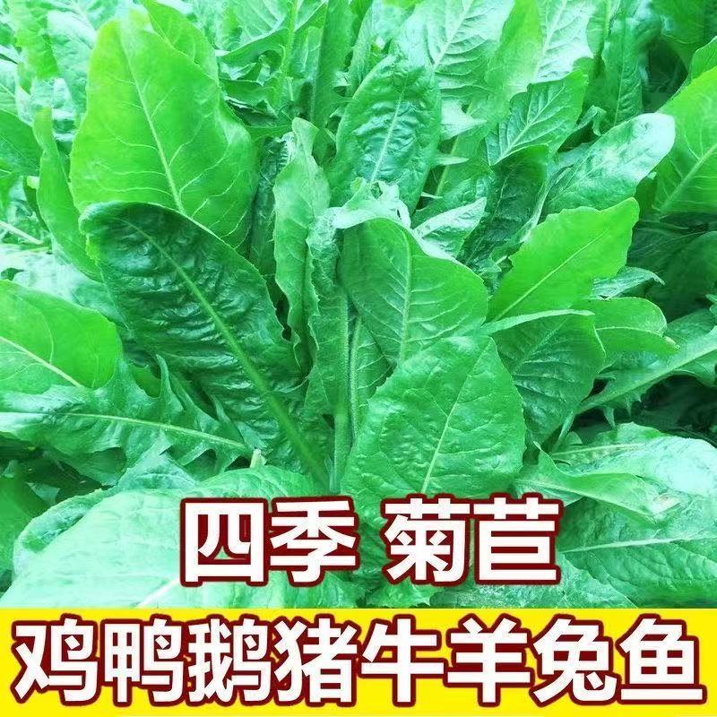 菊苣草种籽将军大叶菊苣四季生长高产牧草种子牛兔鸡鸭菜多年生T商品图