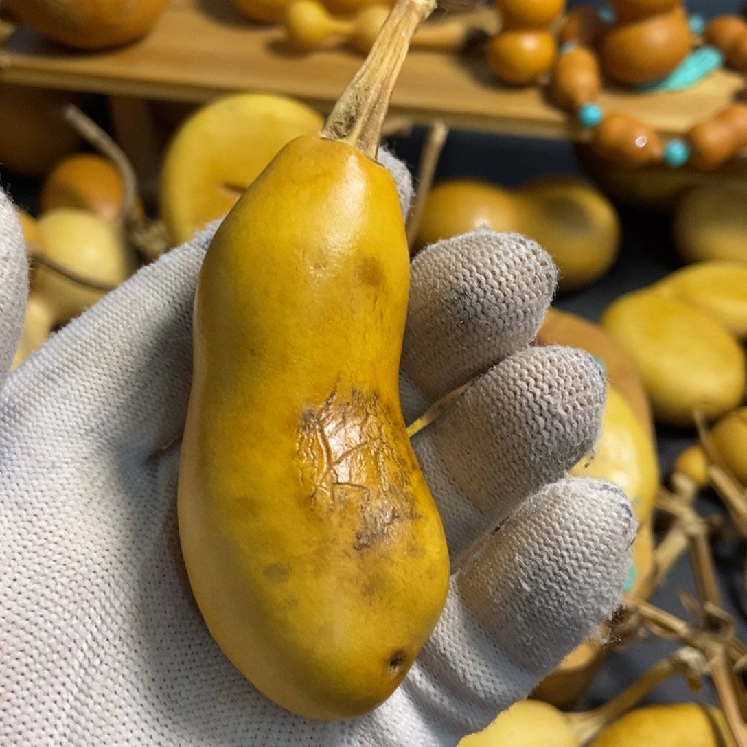 家***金葫芦葫芦真的