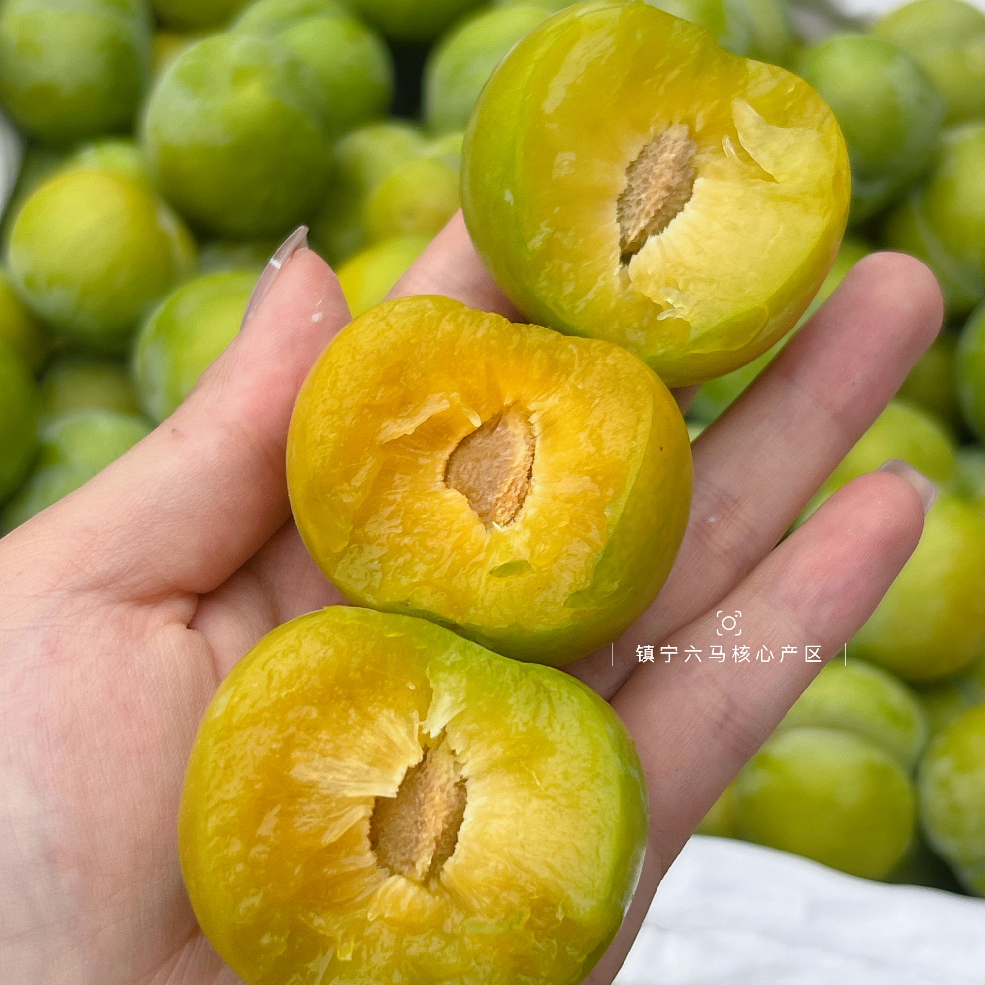 【粒粒专属】贵州六马蜂糖李 脆甜爽口 产地现摘 应季新鲜贵州省