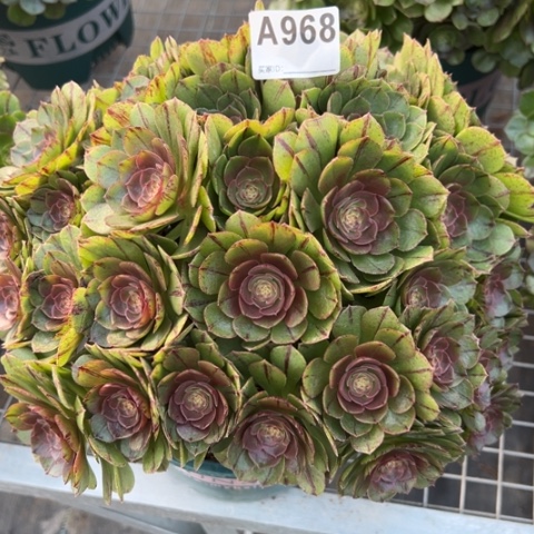 968万拉丝30厘米左右朵朵