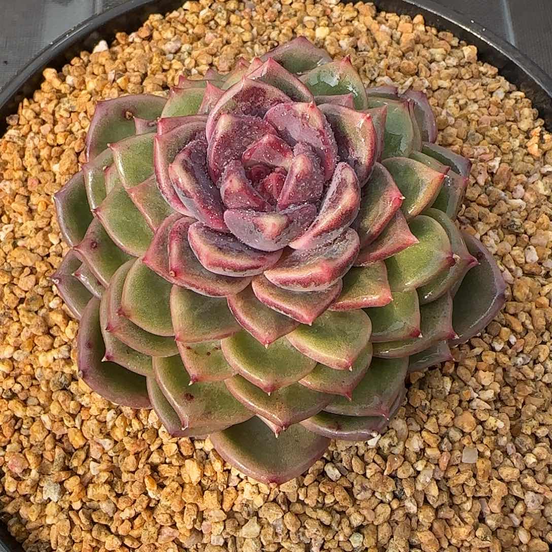 从前慢花园精选彩薇