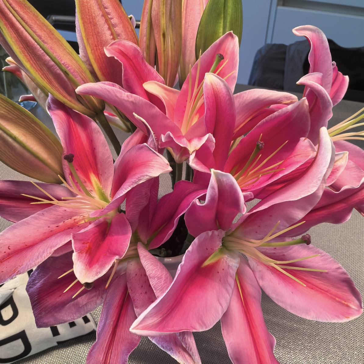 5号短腿凯里湖百合三头，我要买我不售后