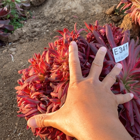 341朱雀缀多肉植物