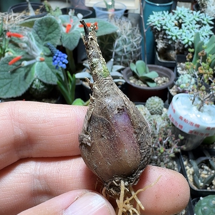 706波叶百合脱土发货