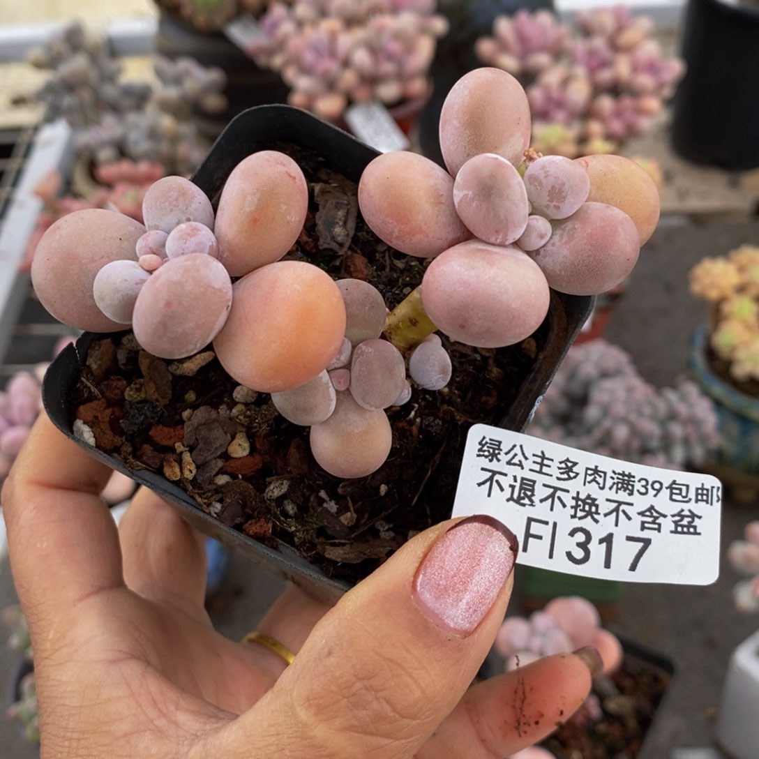 橙奶317/8cm的肉