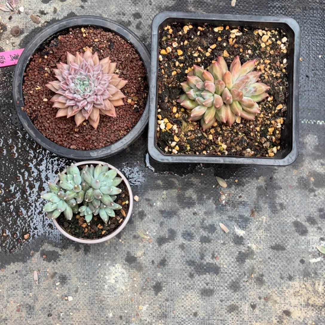 组合脱土发货。。。。