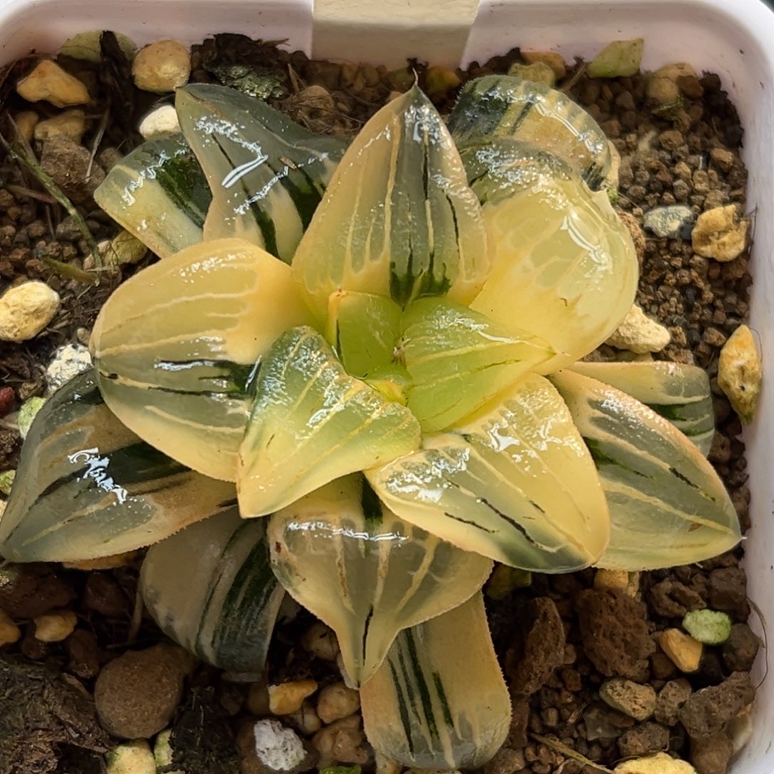 711红纹寿锦福利专场