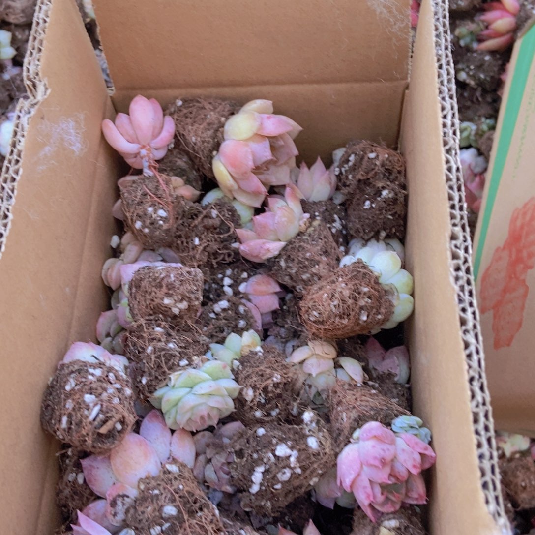 精品多肉植物保60