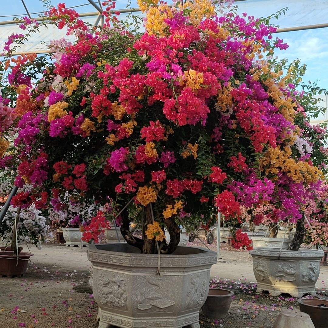 三角梅老桩嫁接四季开花好养活适合阳台庭院