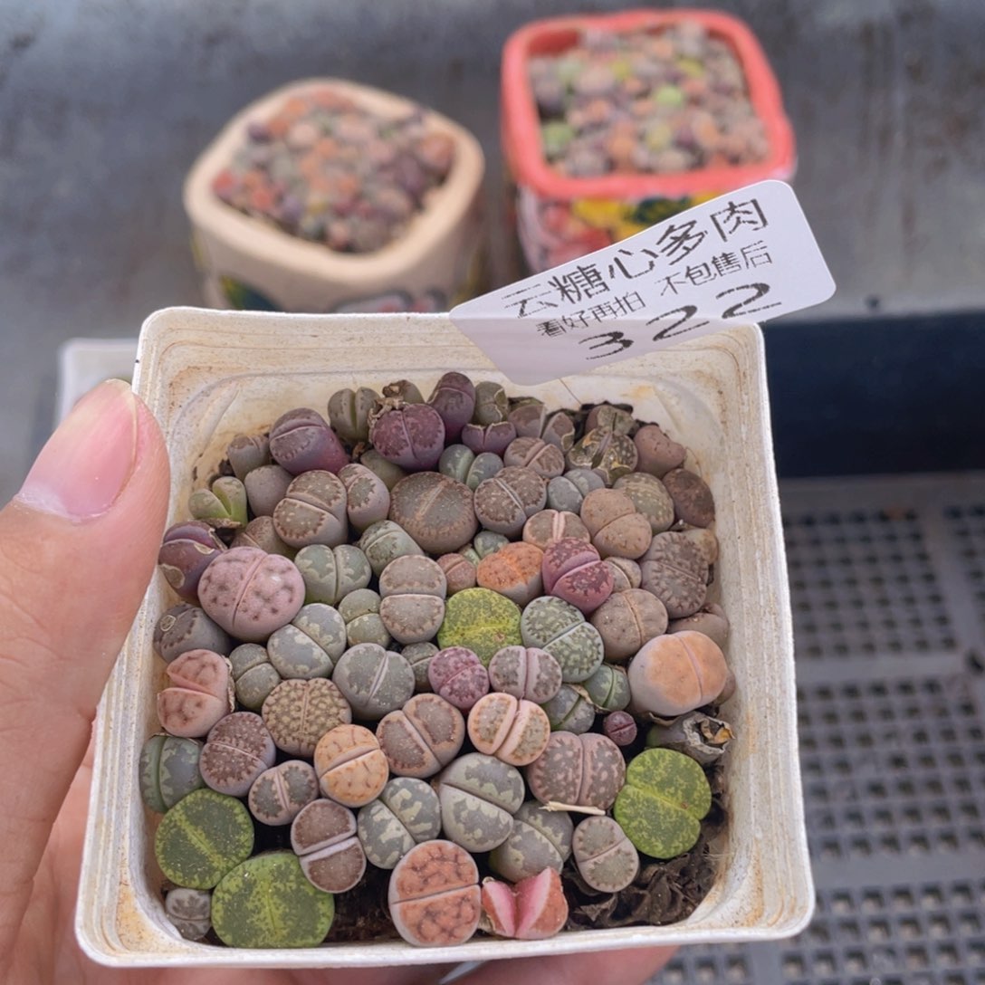 云糖心多肉植物322