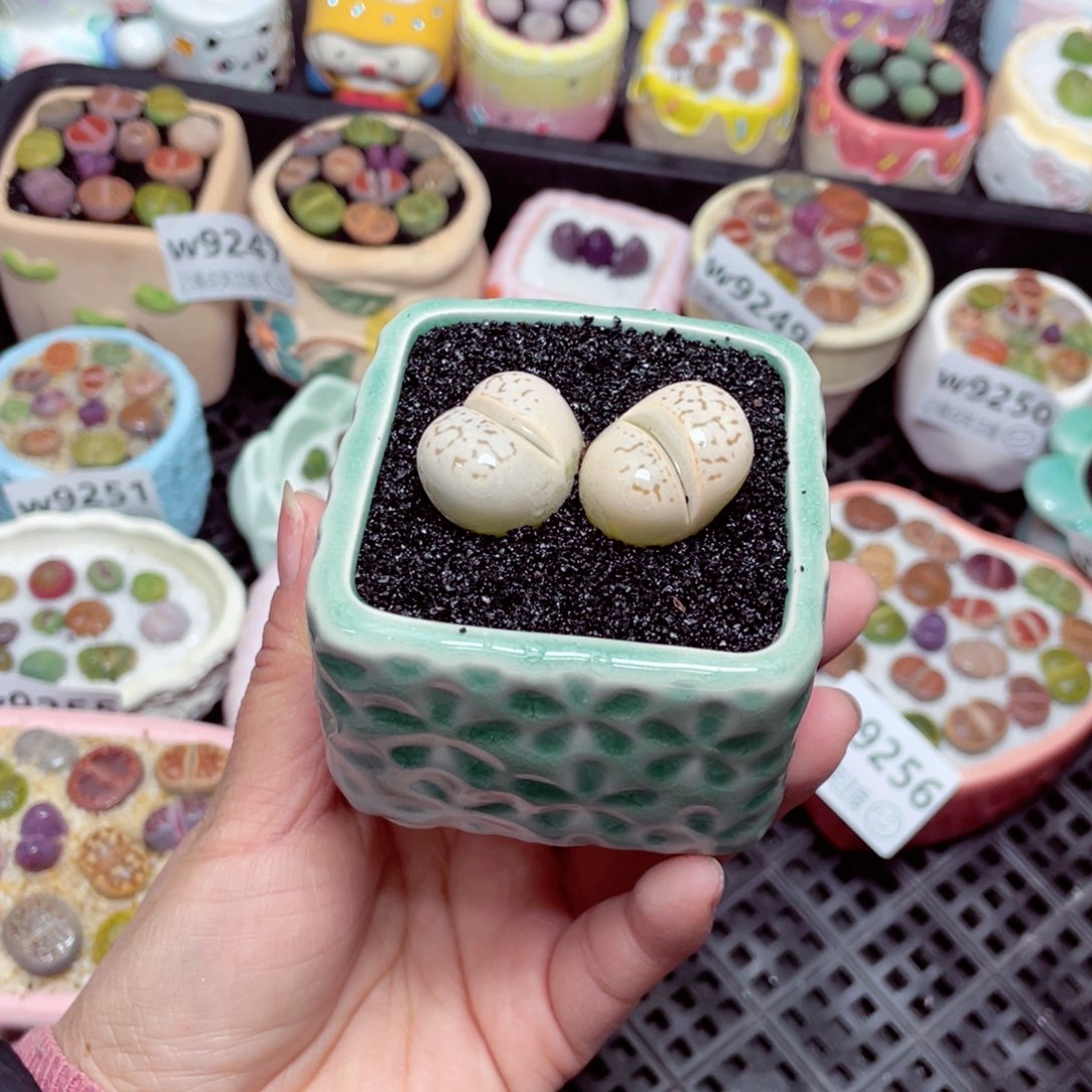 w9261 -零下地区拍保温箱 -15支持寄养