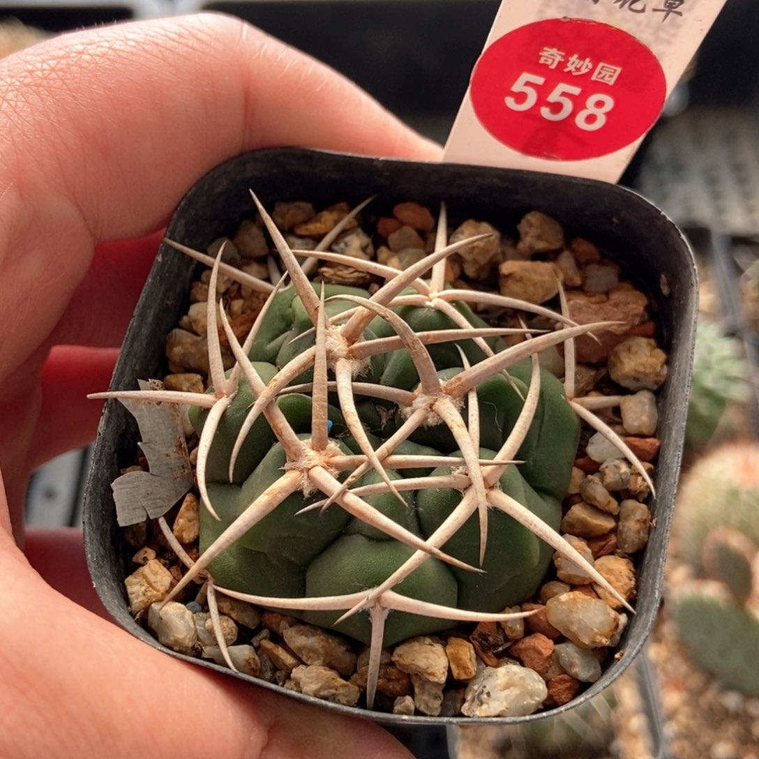 实生粗刺优选娇丽4.2cm