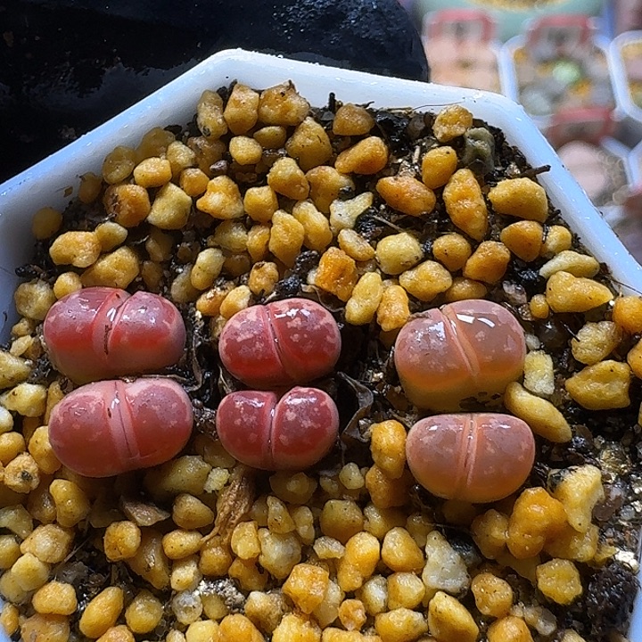 生石花2:：。在。 16号