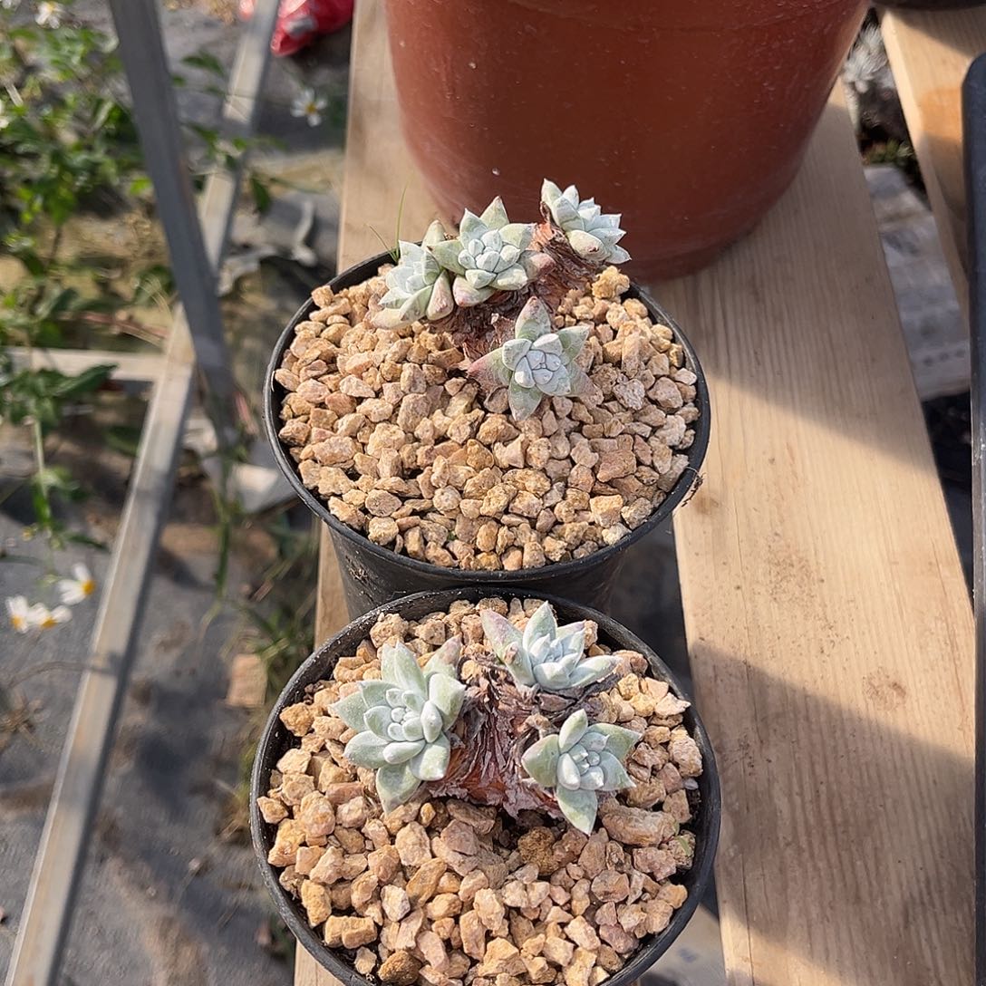 小鹿多肉一物一拍2颗