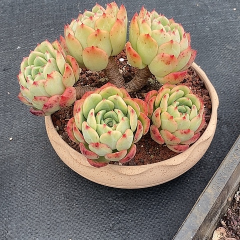 1360多肉植物老桩