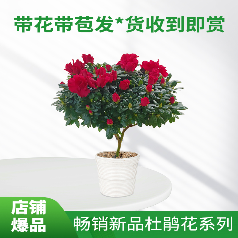 带花苞杜鹃花盆栽精选杨梅红四季开花庭院阳台客厅好养花卉绿植