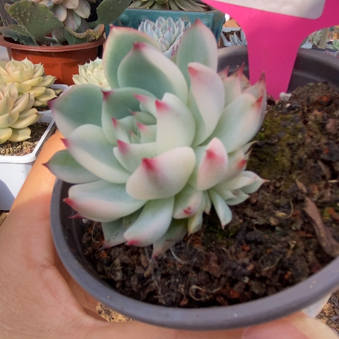 337锦锦锦锦锦锦锦锦