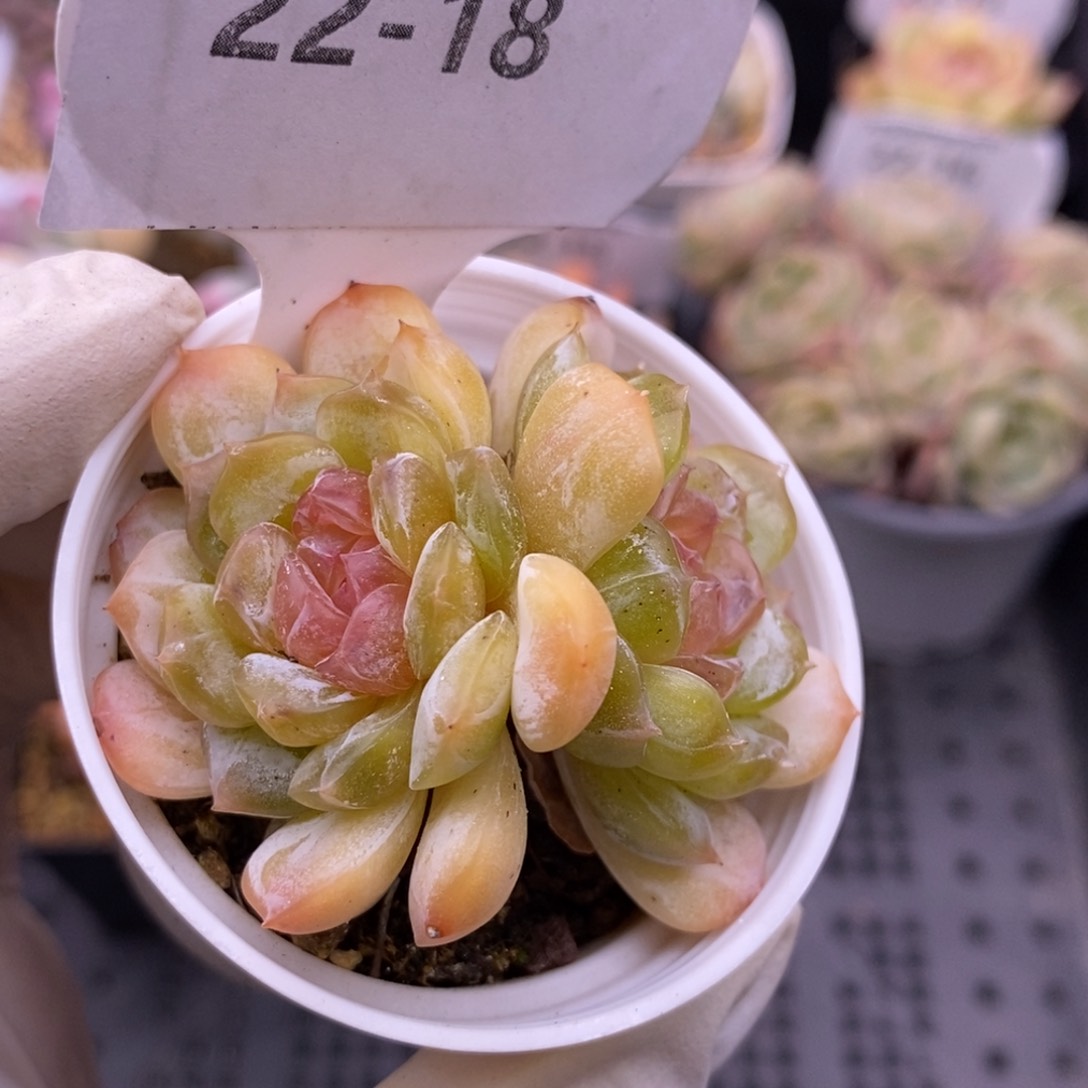 【闪购商品】22-18白恋