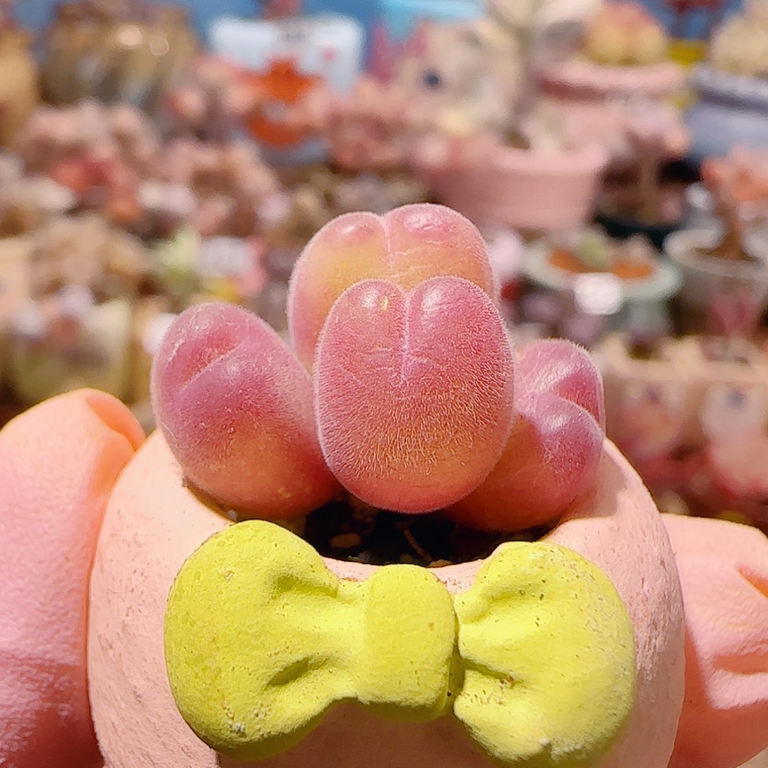 T可爱红红毛翠盆口2.5cm