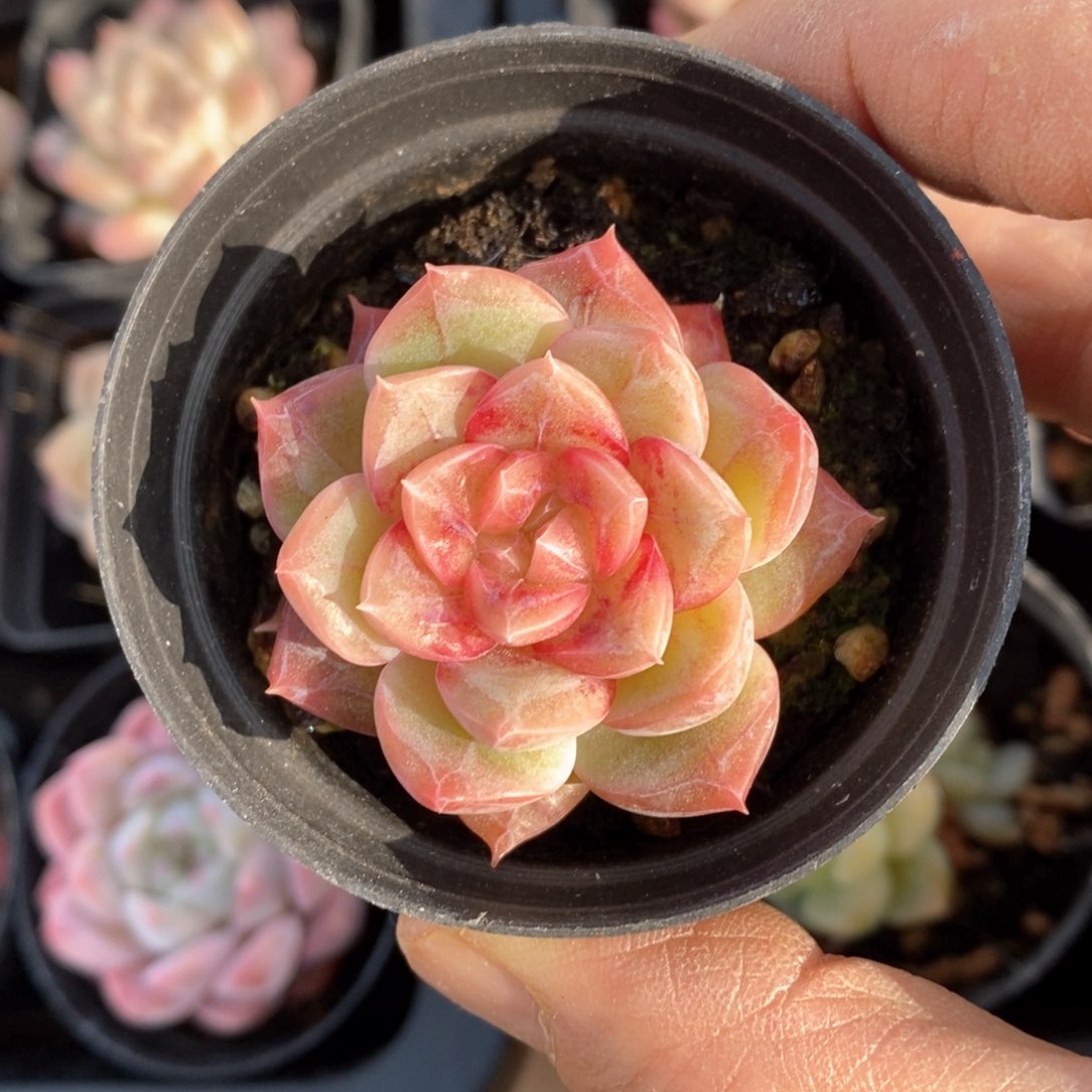 精品多肉一物一拍不包整48