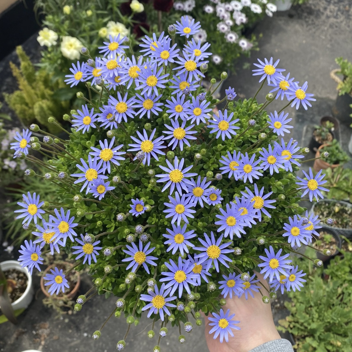 蓝玛盆栽庭院阳台耐寒易爆花易养护花卉