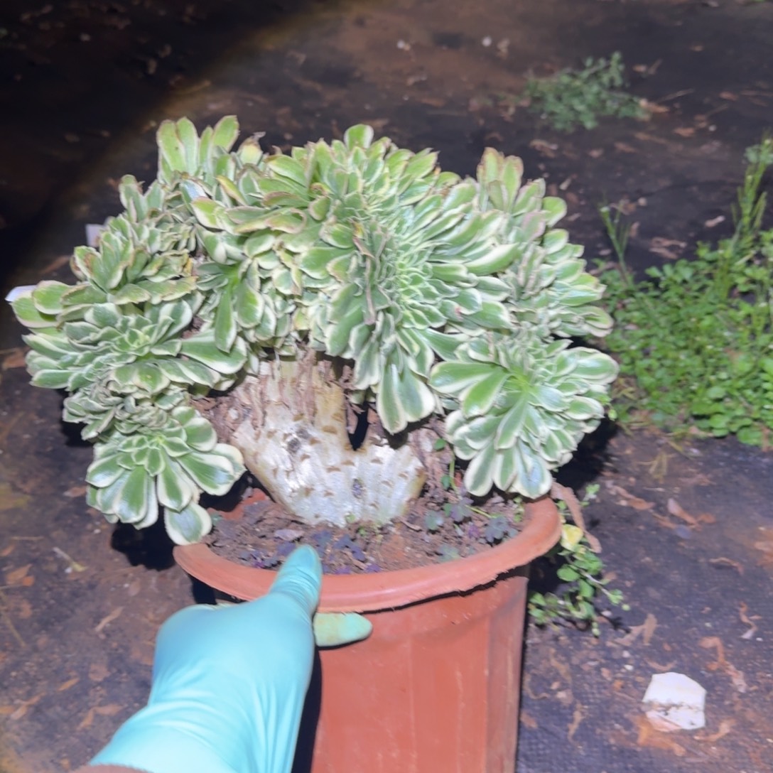 252迈巴赫缀化多肉植物满28包邮