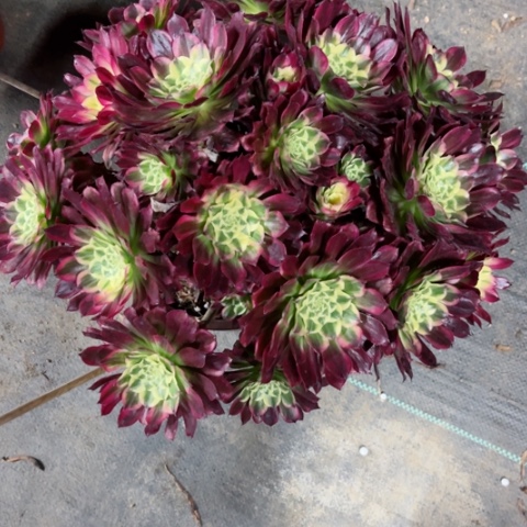 多肉植物天河锦。