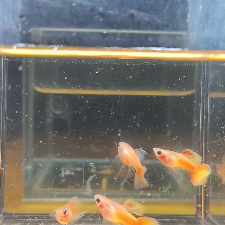 孔雀鱼黄金玻璃猫孔雀鱼c两对