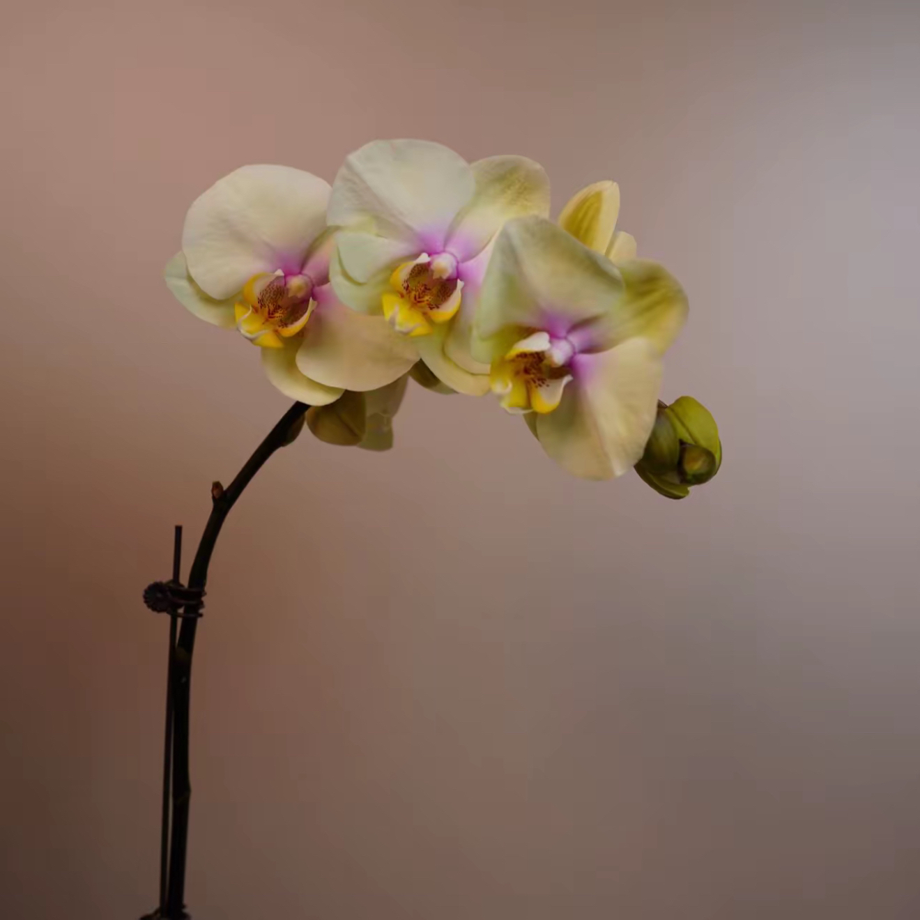 蝴蝶兰-- 【巴黎魅惑】任意两颗包邮，只拍一颗发苗！！