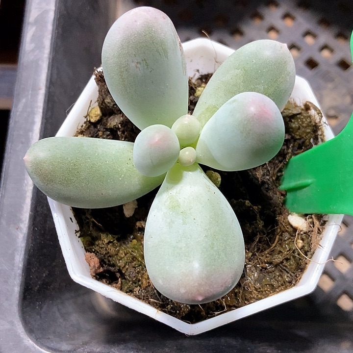 多肉植物米可1909