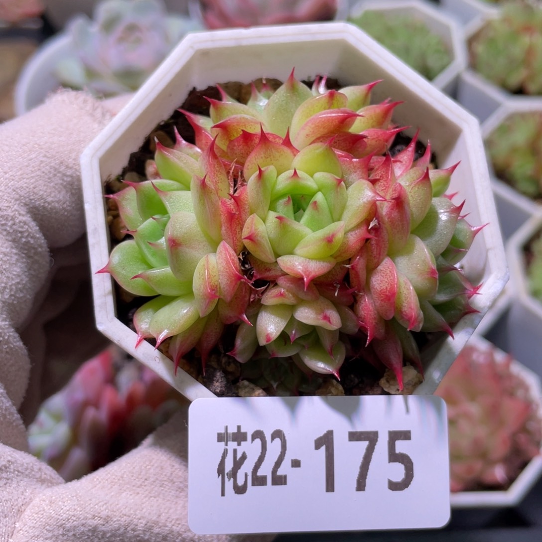 花利美22-175海王