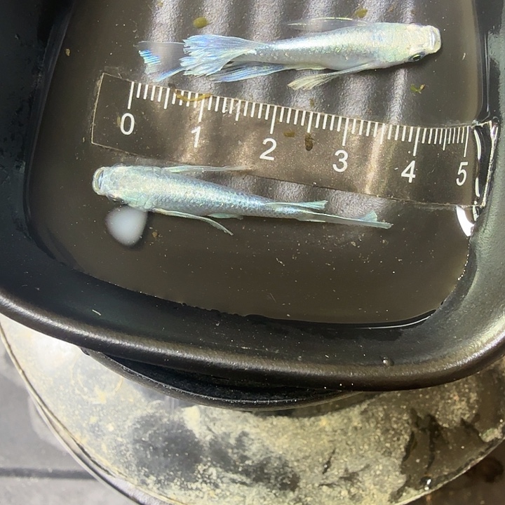 青鳉鱼3号拍品长鳍天使种鱼