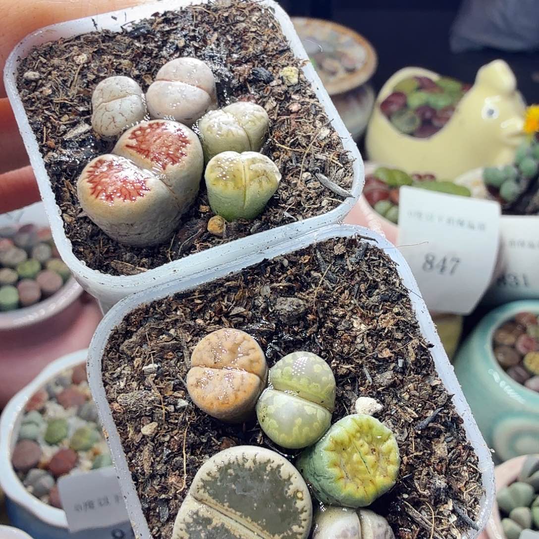 ʚ***ɞ多肉植物福利冲859