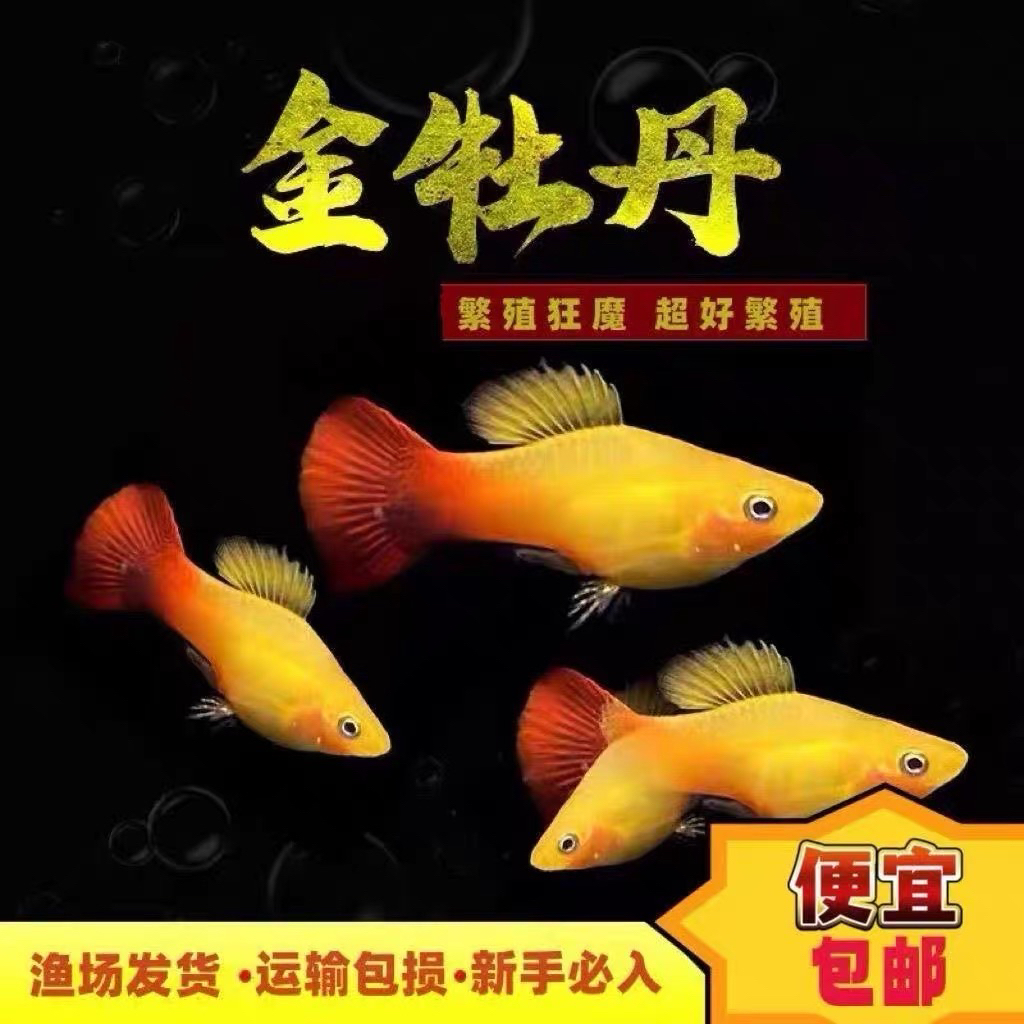 大号金牡丹胎生观赏鱼热带鱼直接生小鱼耐养易活