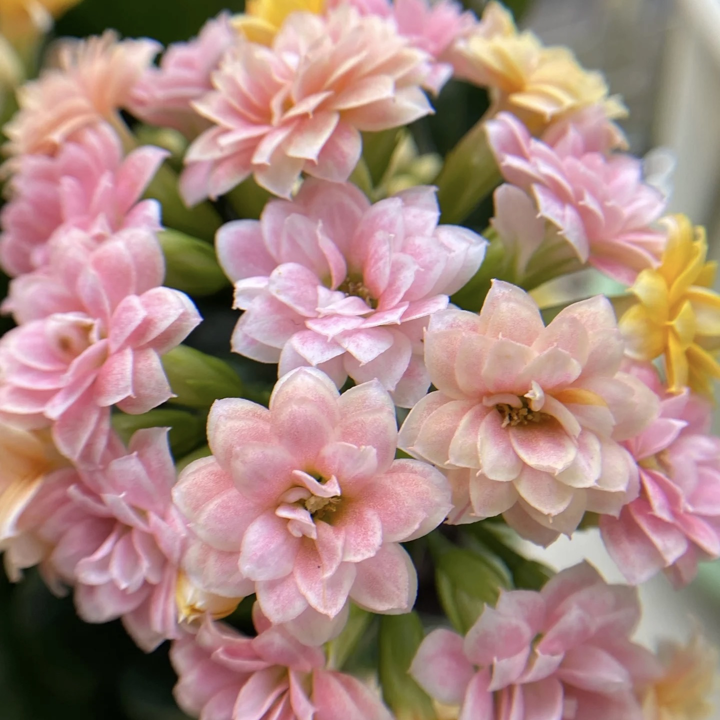 【水果糖】110盆长寿花