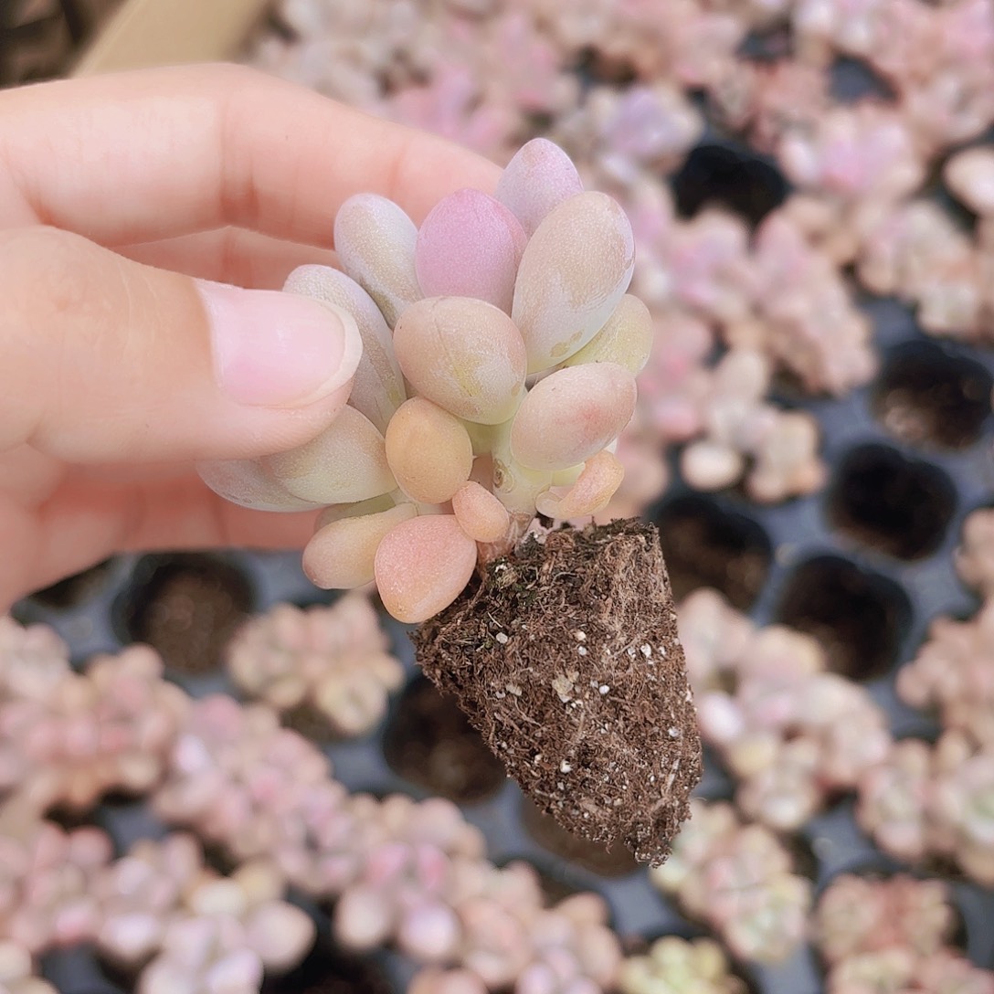 小穴苗桃蛋2米2颗