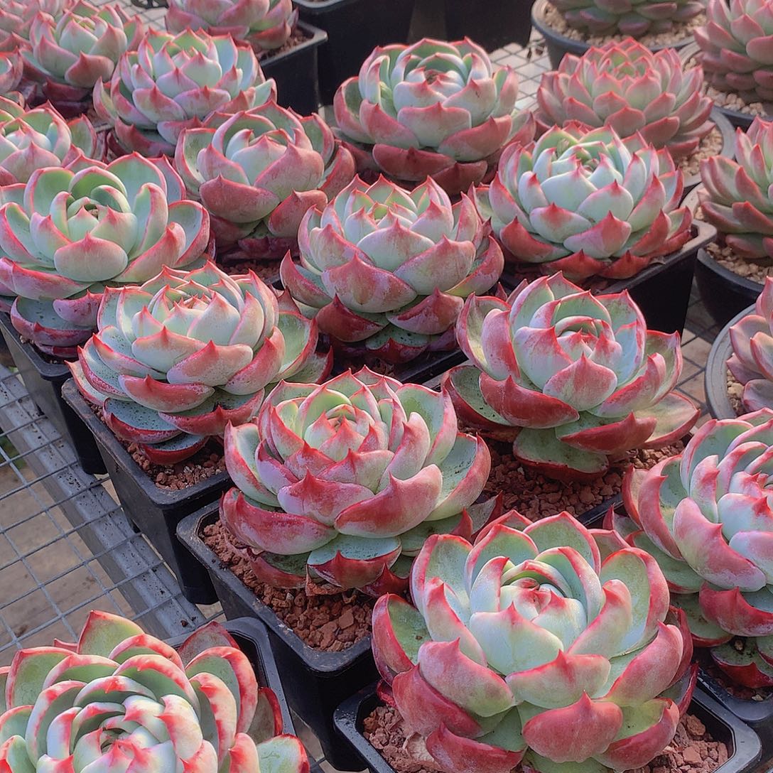 大宽叶惊鸿仙子00000000000000