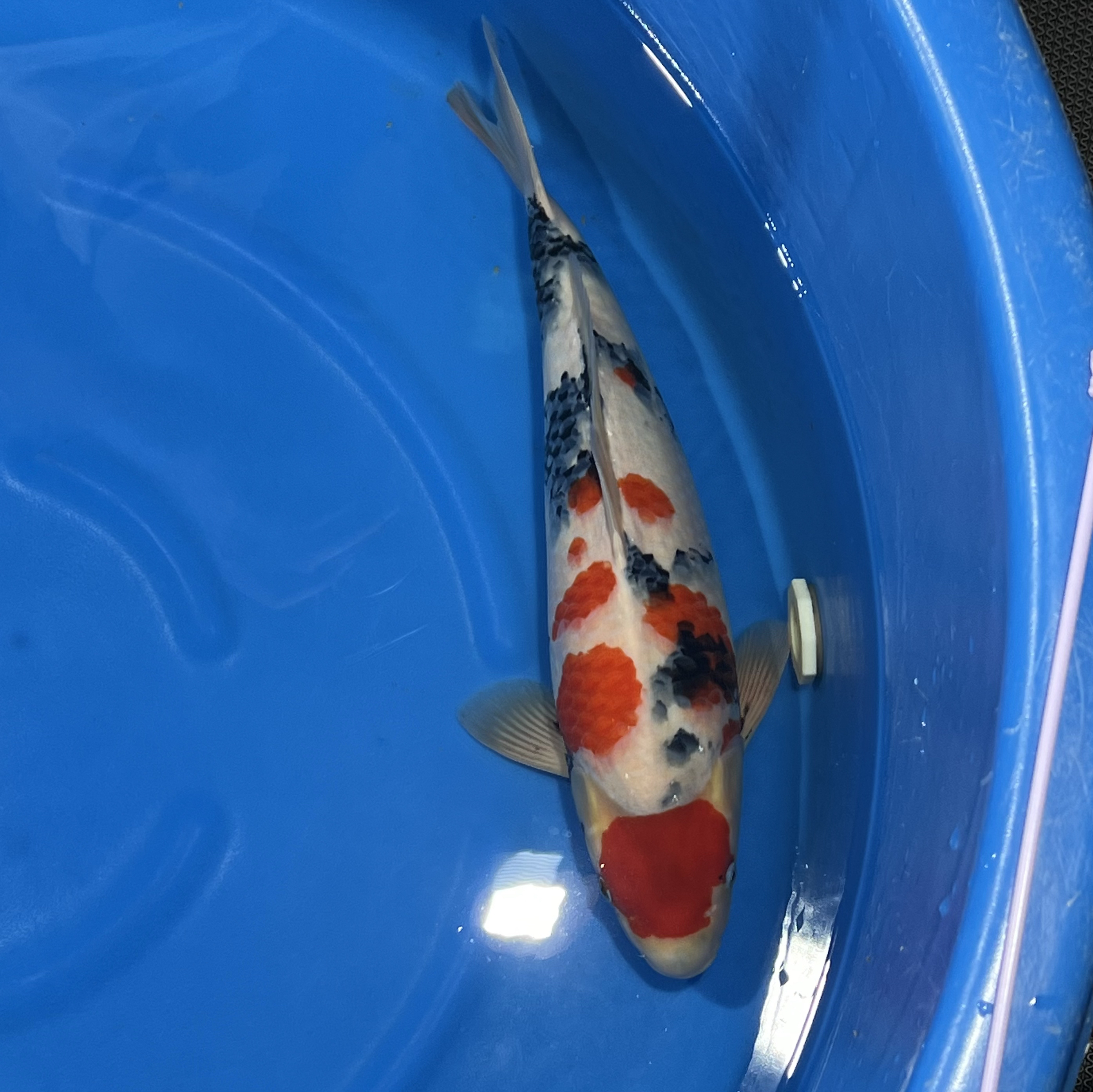 大日出品昭和锦鲤母（GL）