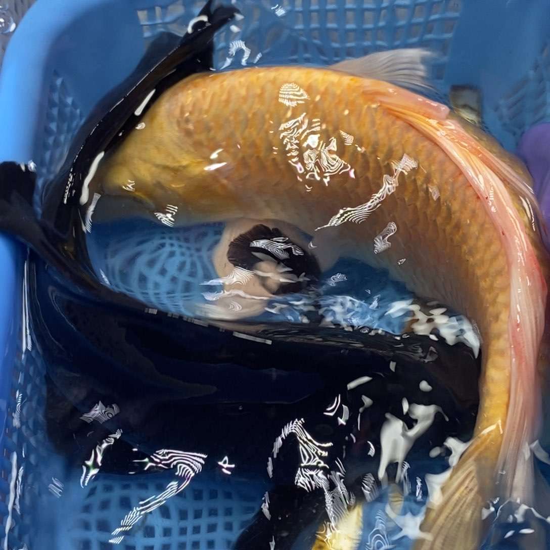 锦鲤冷水锦鲤包邮