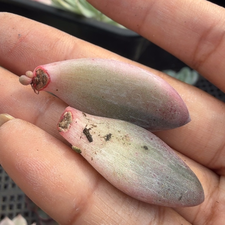 高瓷白锦 美人锦 叶片一组