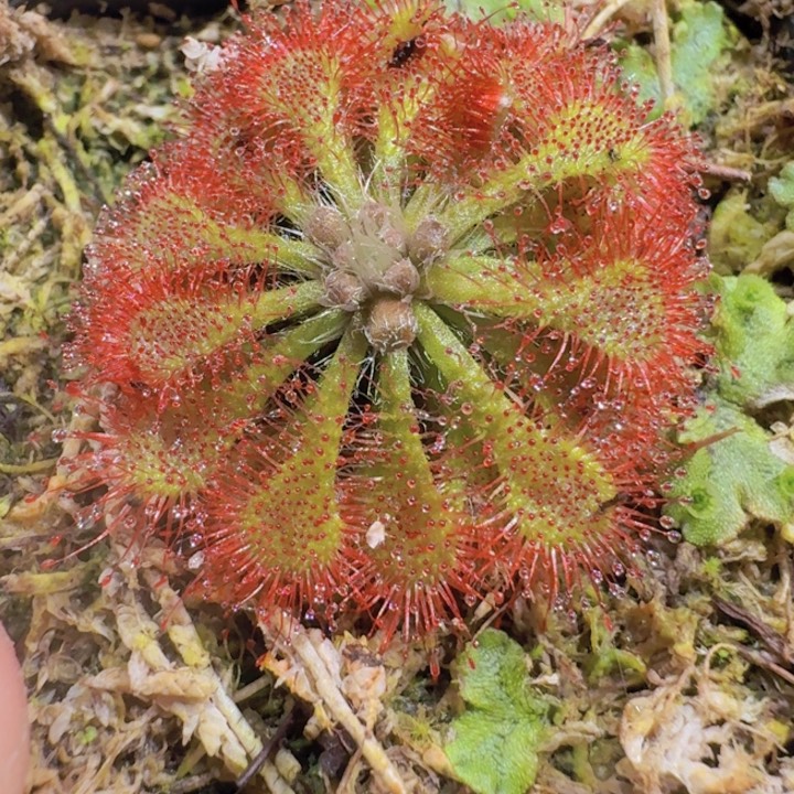 洛菲丽一颗福利一颗