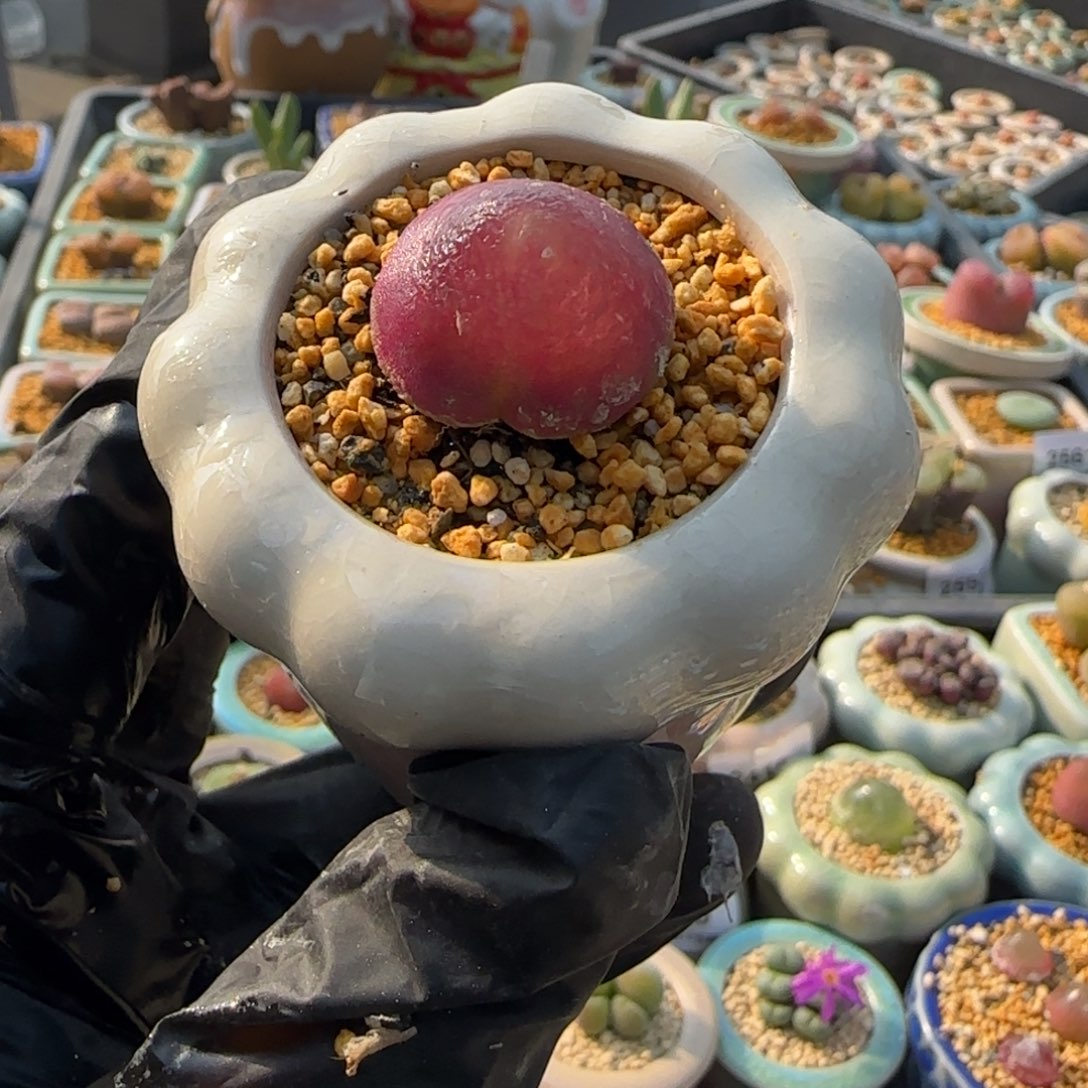 2658--一物一拍 带盆