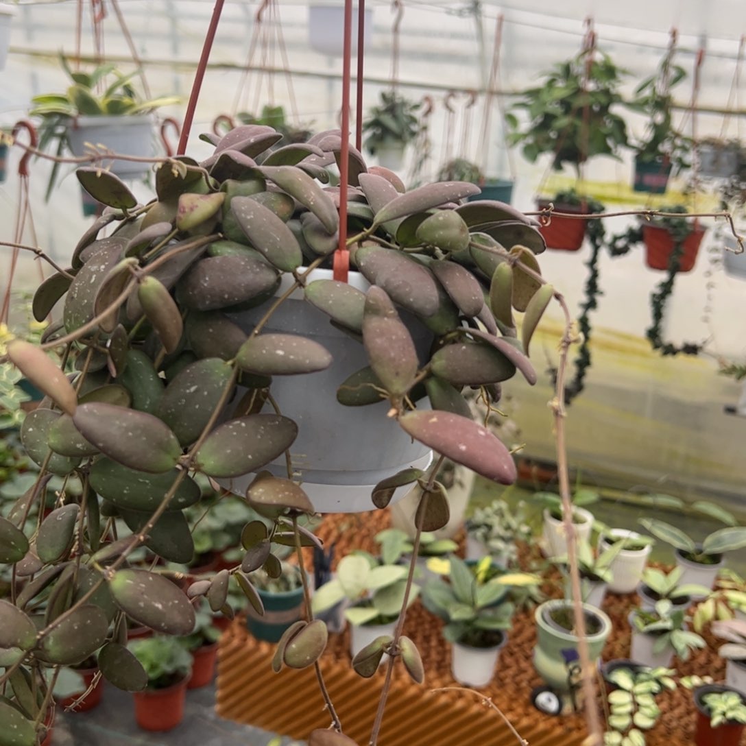 花***女无花朵玉扣球兰品种