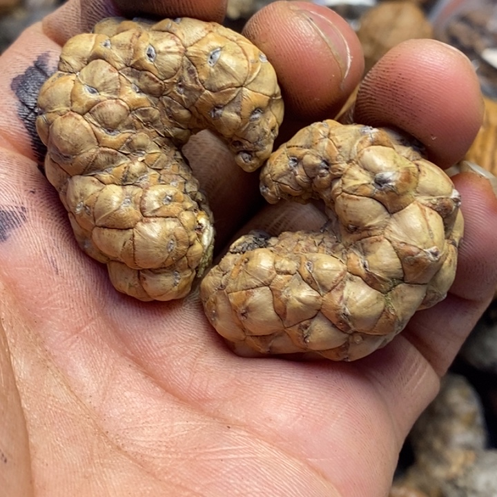 吊坠文玩核桃东北特产301