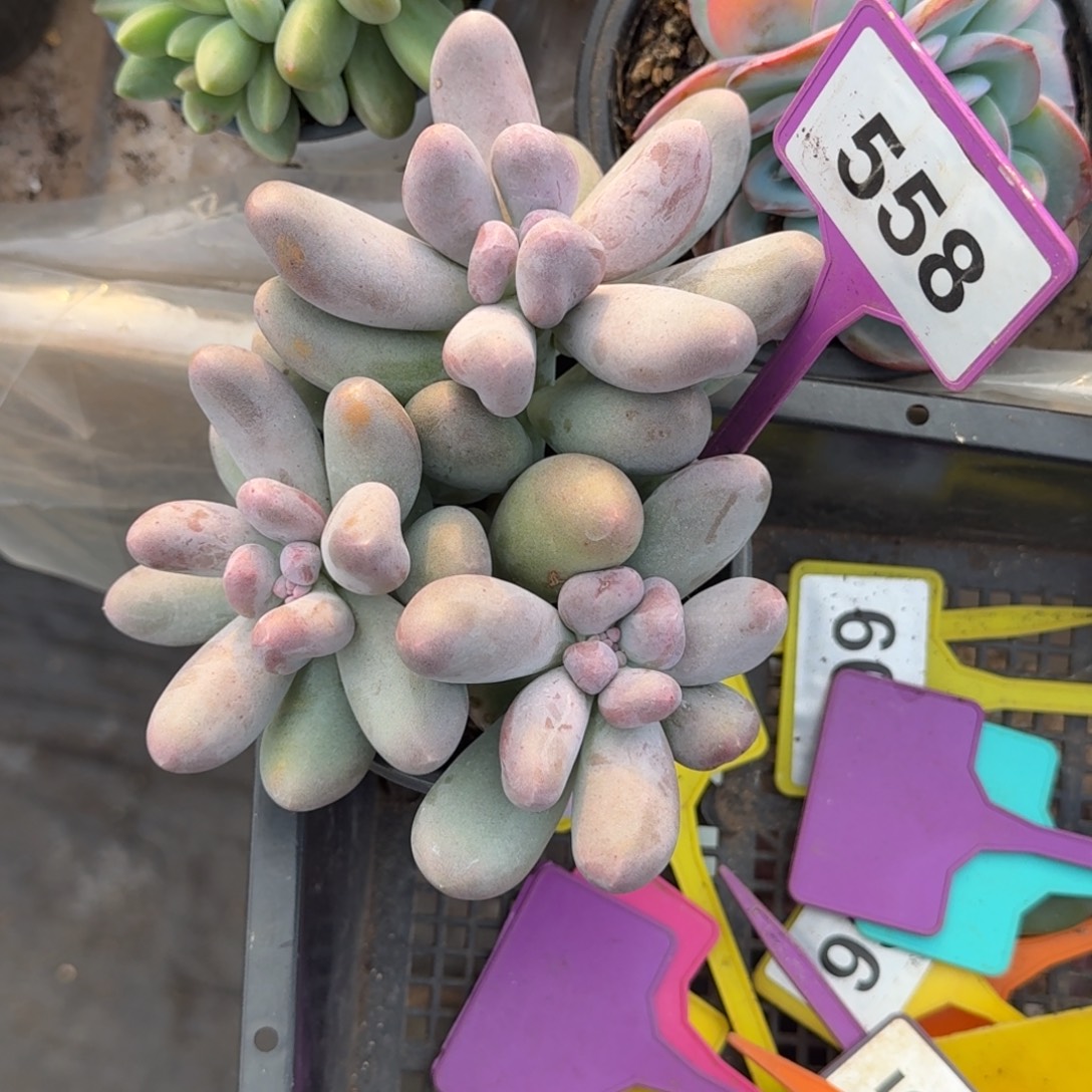 小***儿多肉植物米可奶558