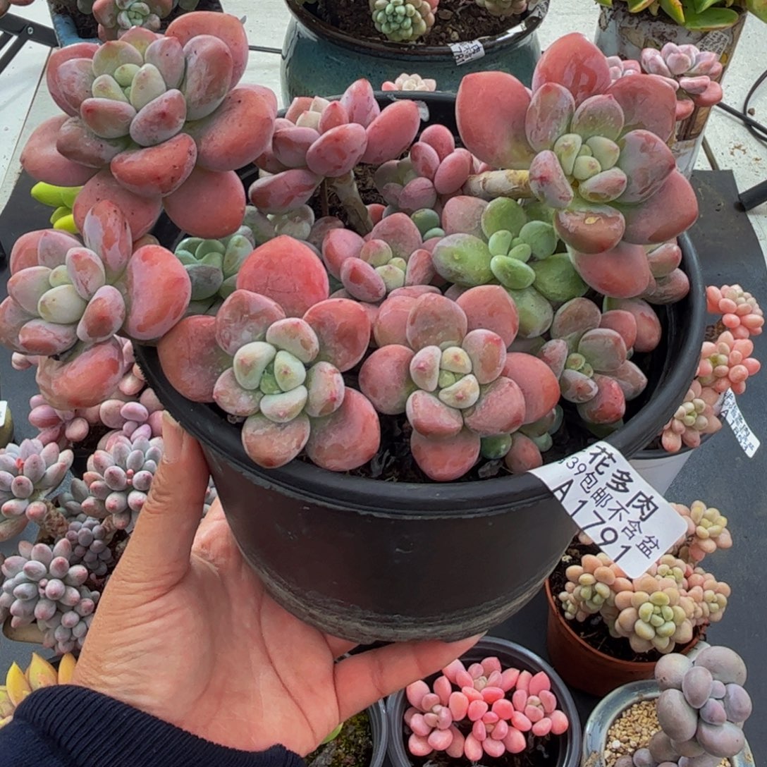 1791樱花洛神15cm多肉