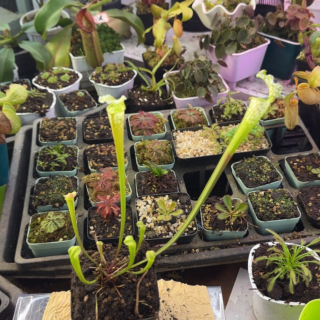 无花朵白飓风瓶子